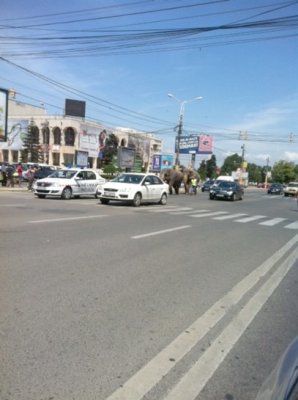 Elefanţii, din nou la plimbare pe străzile Constanţei